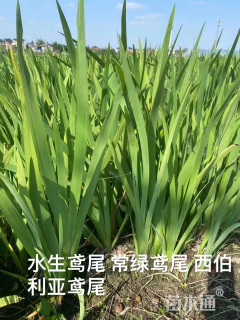 高度15厘米矾根