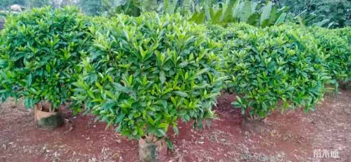 高度100厘米非洲茉莉