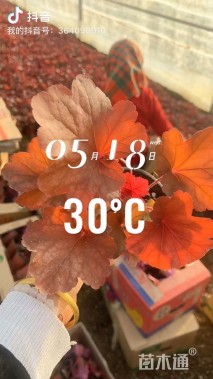 高度20厘米矾根