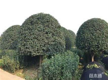 14公分桂花