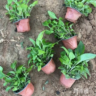 高度28厘米松果菊