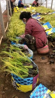 高度35厘米金叶石菖蒲