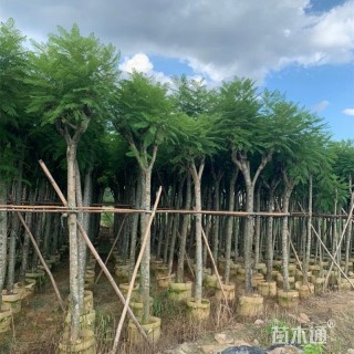 10公分蓝花楹