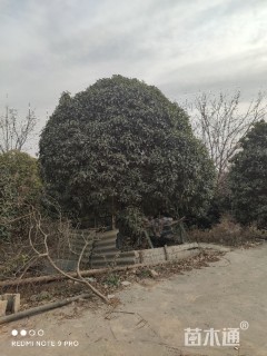 30公分桂花