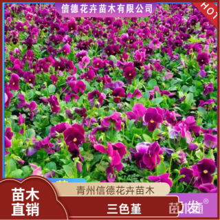 高度20厘米三色堇