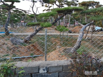 10公分造型油松