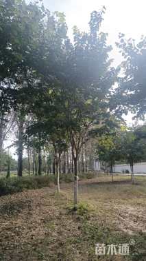 12公分巨紫荆
