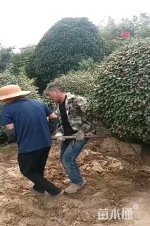 冠幅80厘米月季花球