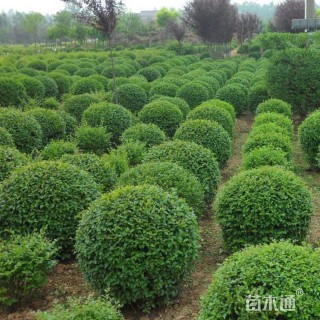 发票，苗木，绿化