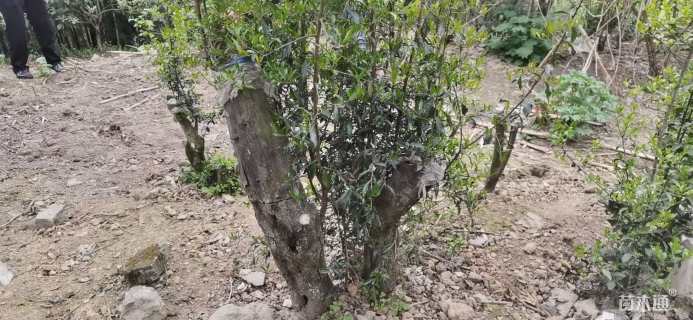 高度200厘米金弹子