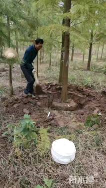 12公分池杉