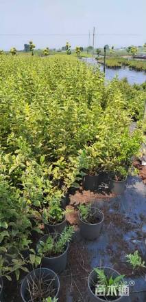 高度80厘米锦带花