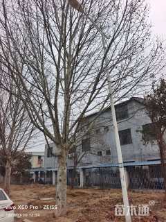 38公分法桐