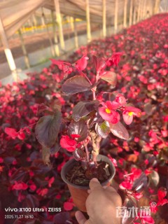 高度25厘米比哥海棠