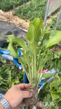 高度30厘米玉簪