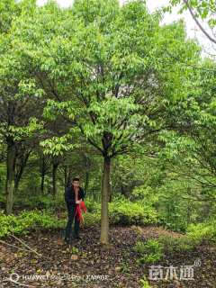 12公分红果冬青