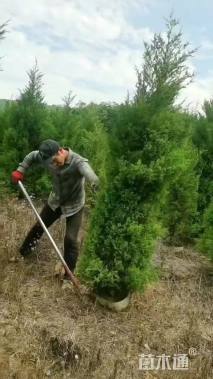 高度400厘米蜀桧