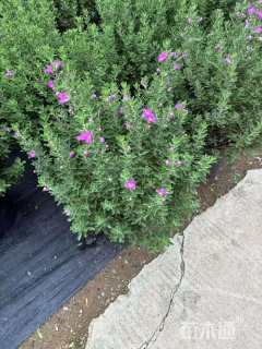 高度60厘米红花玉芙蓉