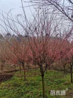 高度350厘米赤枫