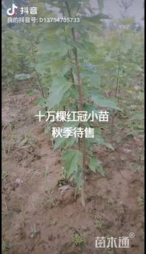 1公分美国红枫