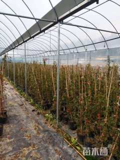 250厘米藤本月季