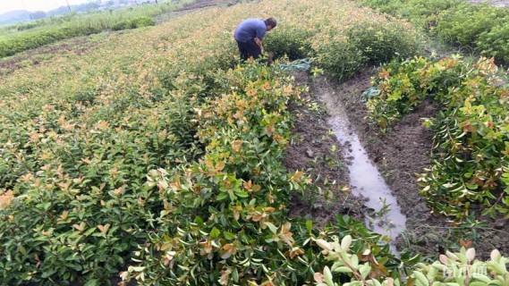 0.1公分红叶石楠