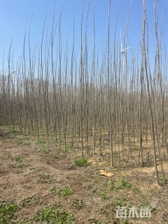 5公分杨树