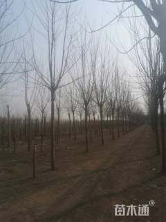 高度600厘米小叶白蜡