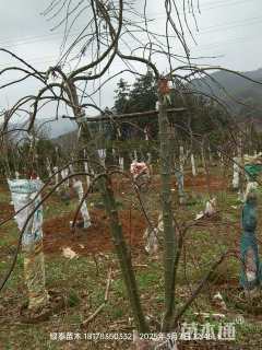 高度200厘米羽毛枫