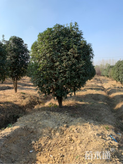 13公分桂花