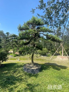 原生苗造型罗汉松