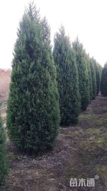 高度350厘米塔桧