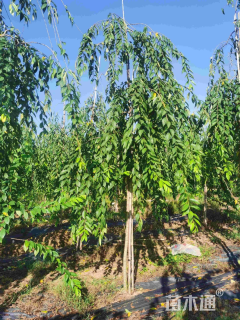 3公分垂枝樱花