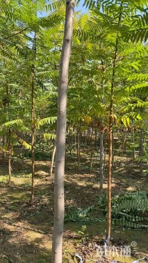 3公分火炬树