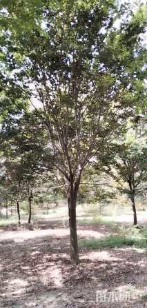 20公分榉树