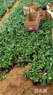 高度20厘米吊钟柳