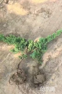 高度40厘米铺地柏