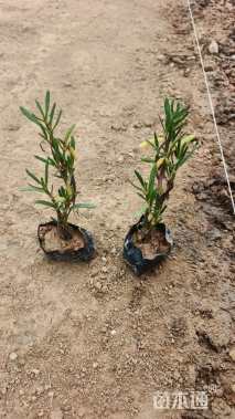 高度20厘米海马齿