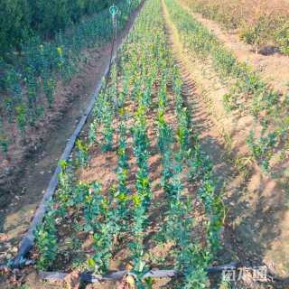 高度50厘米北海道黄杨