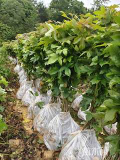 高度60厘米枫香小苗