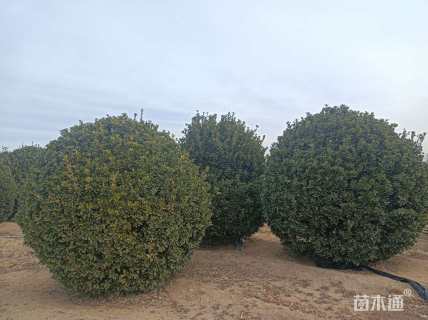 冠幅250厘米大叶黄杨球