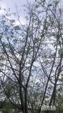 10公分樱花