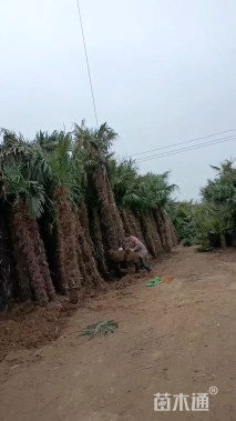 裸干高300厘米棕榈