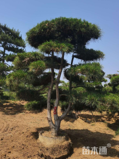 45公分造型景观松