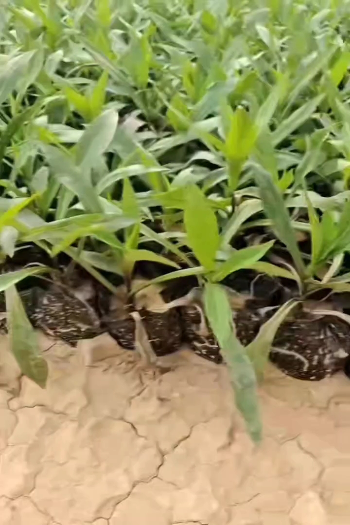 高度10厘米紫菀
