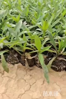 高度10厘米紫菀