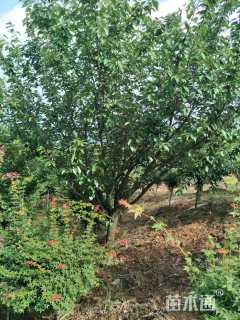 18公分日本晚樱