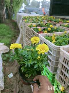 高度25厘米孔雀草