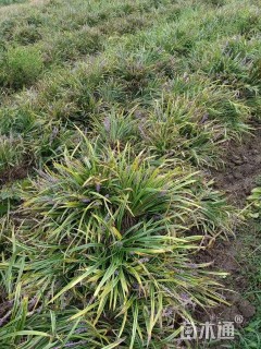 高度20厘米金边麦冬