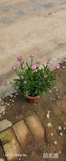 高度30厘米麦秆菊